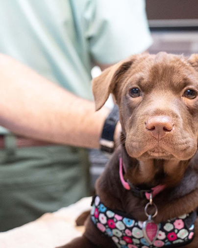 Mckinney veterinary hospital- Highlands-Eldorado Veterinary Hospital