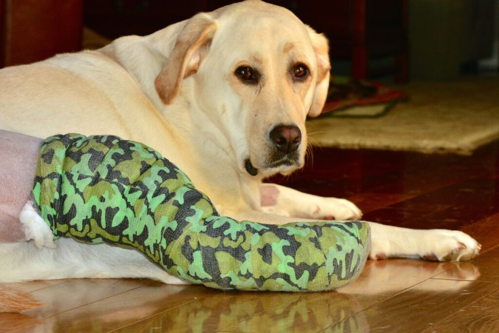 Dog suffers a cranial cruciate ligament (CCL) injury