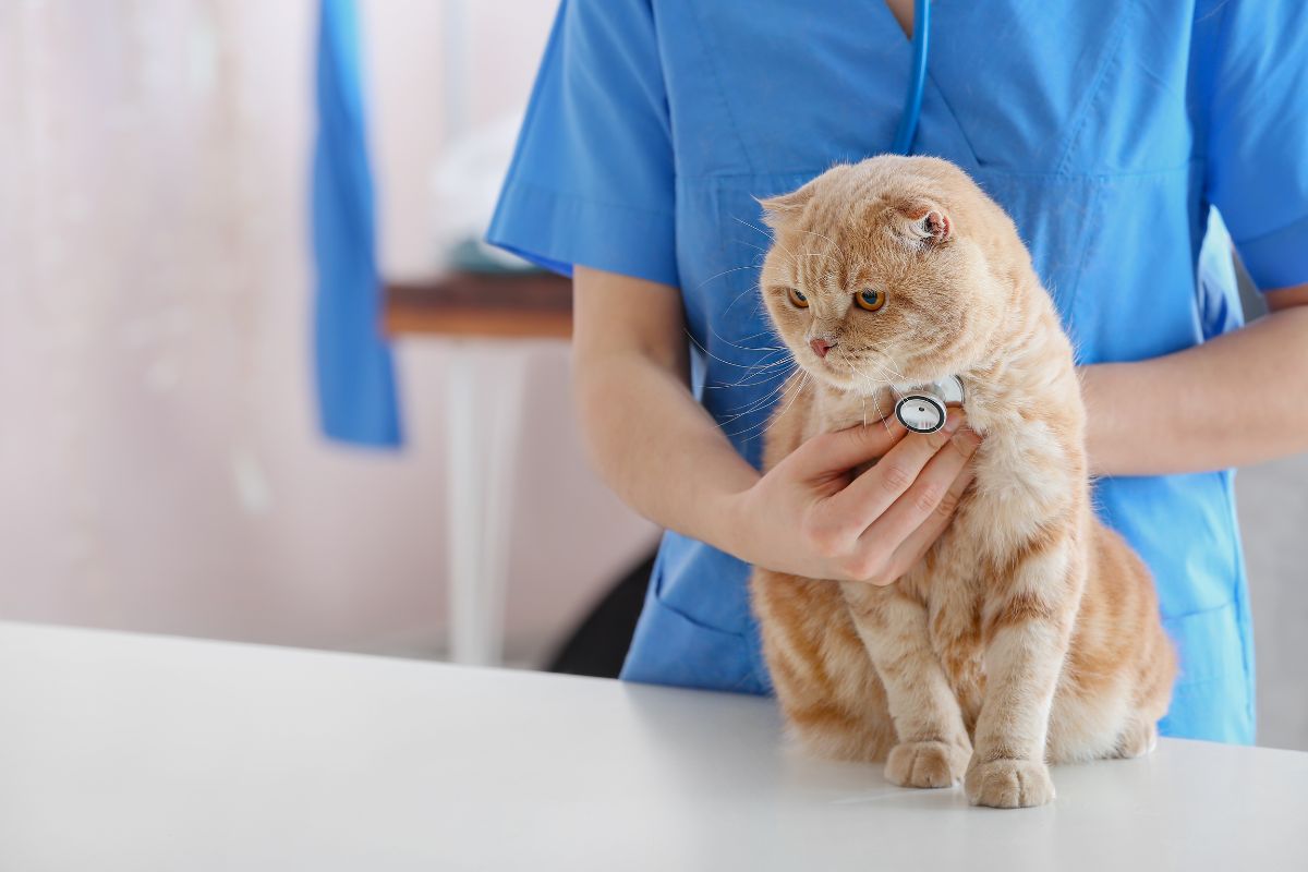 Pet Diagnostic Care