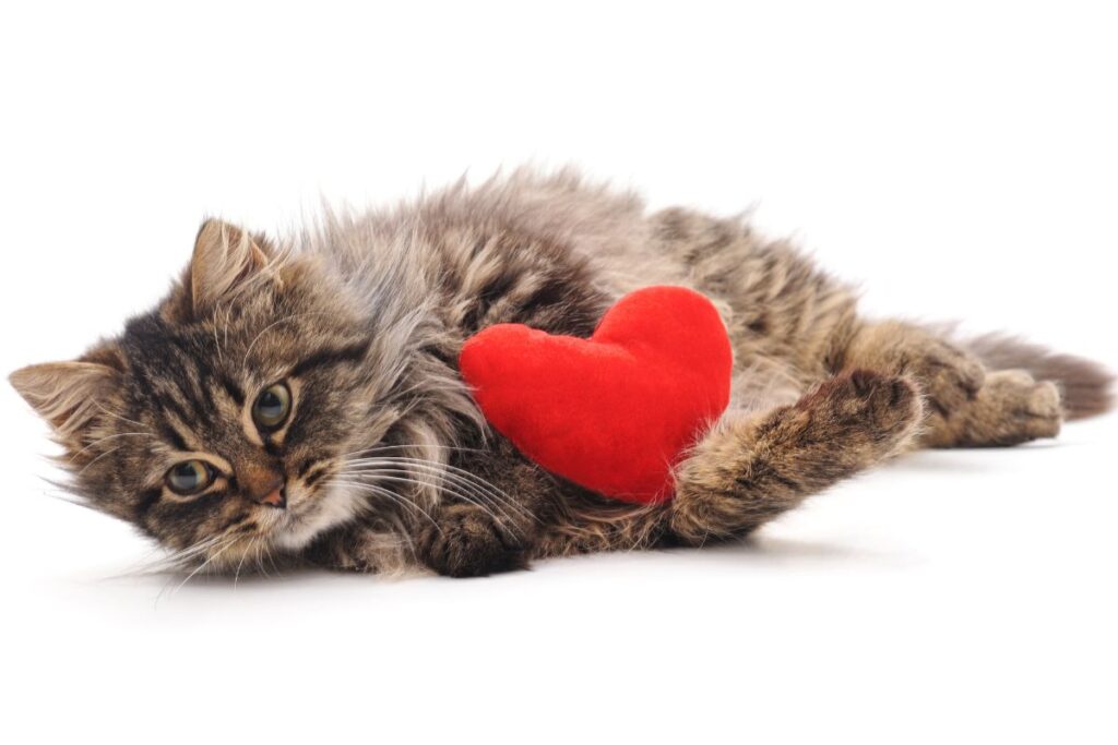 Care About Pets Heart