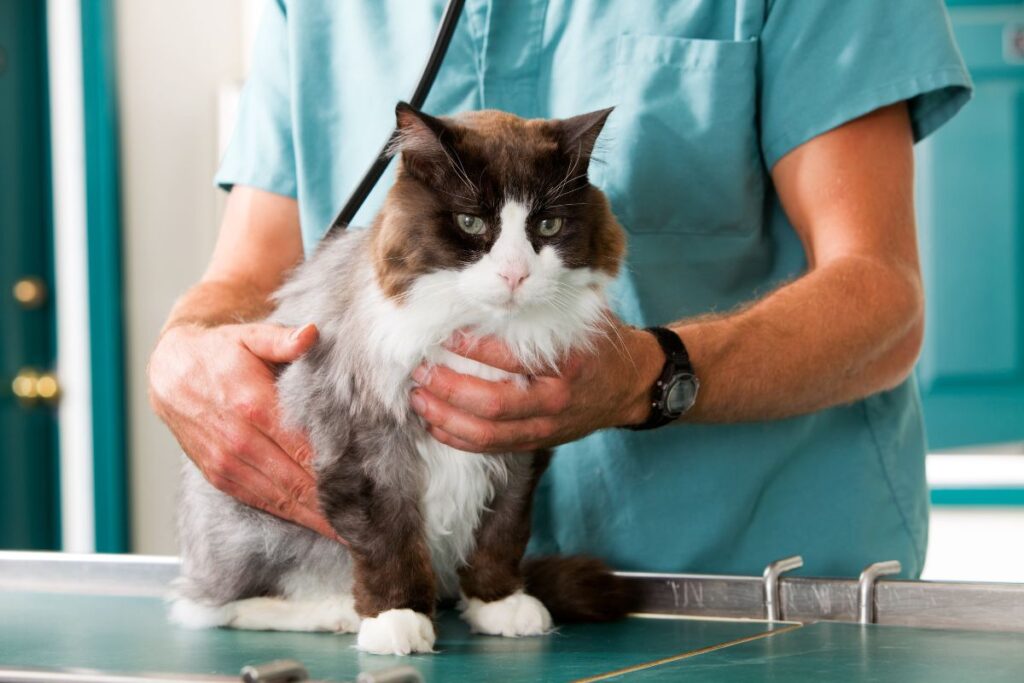 pet preventative care McKinney, TX