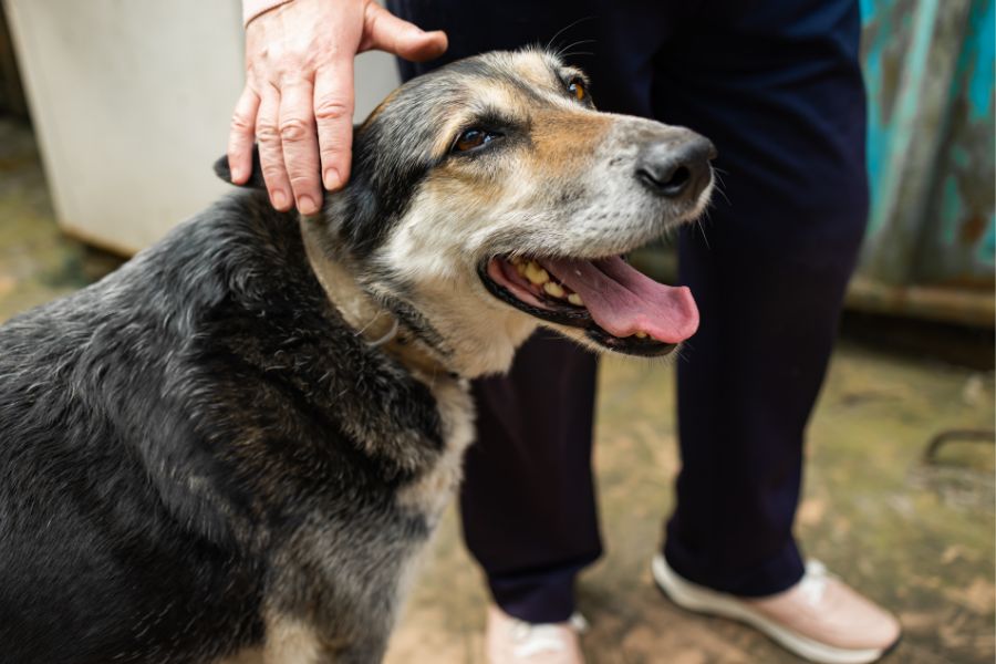 Tips for Aging Pets