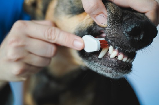 Why Oral Health Matters for Your Dog or Cat