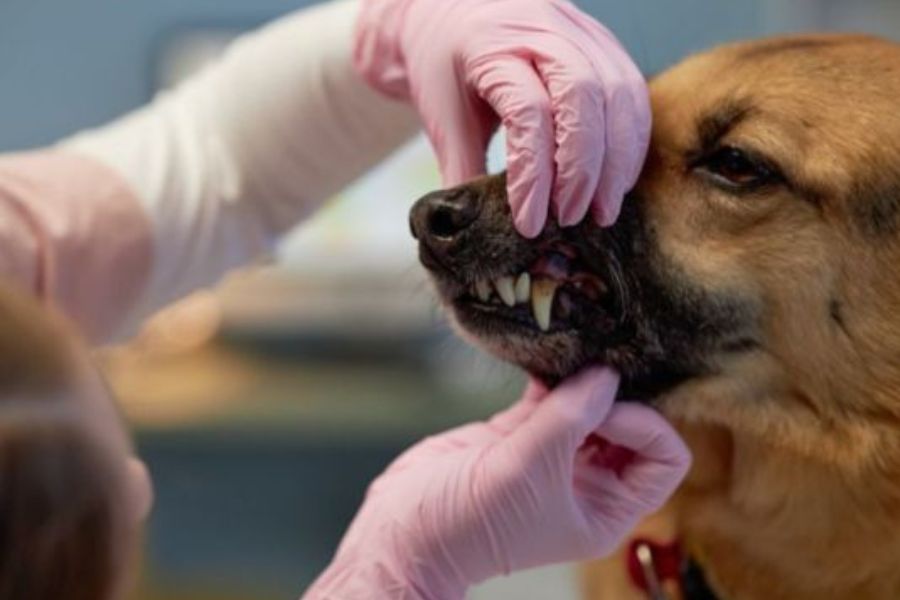 Dental X-Rays for Pets