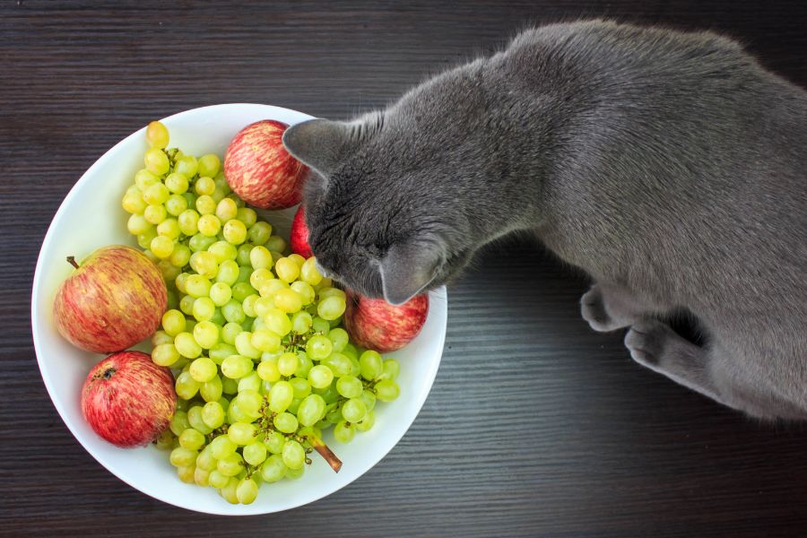 Nutrition Counseling for Pets