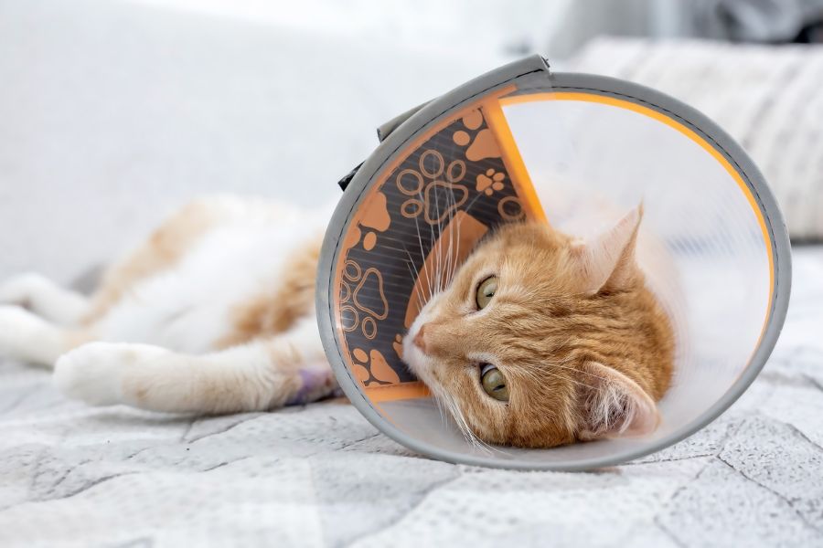 Urgent Pet Surgery