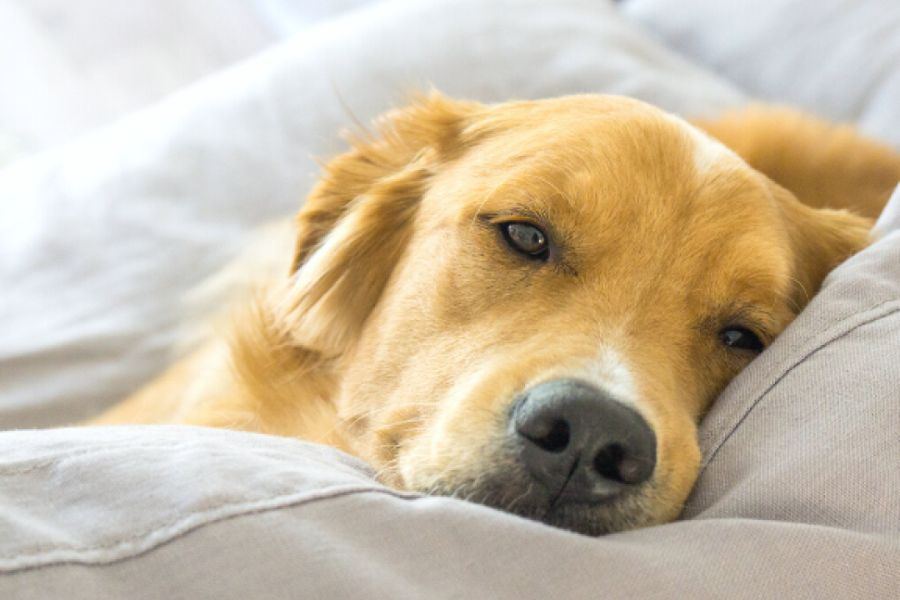 Appetite Loss in Senior Pets