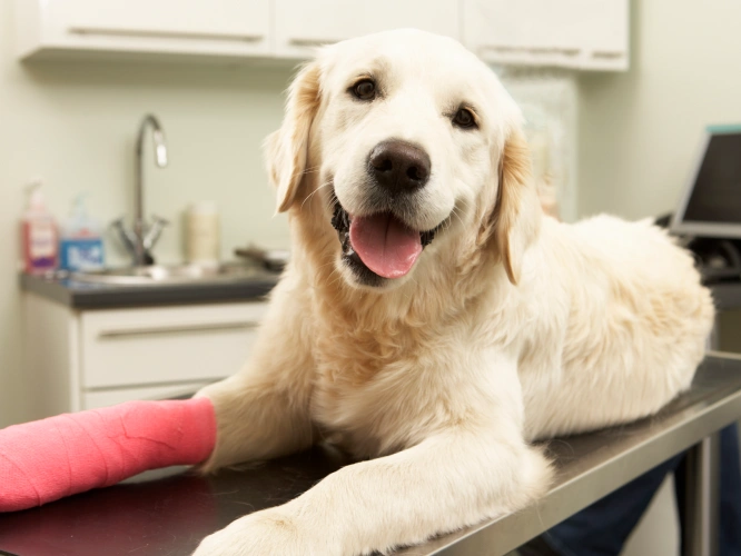 Orthopedic Surgery