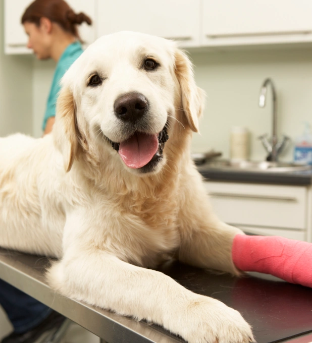 Orthopedic Surgery