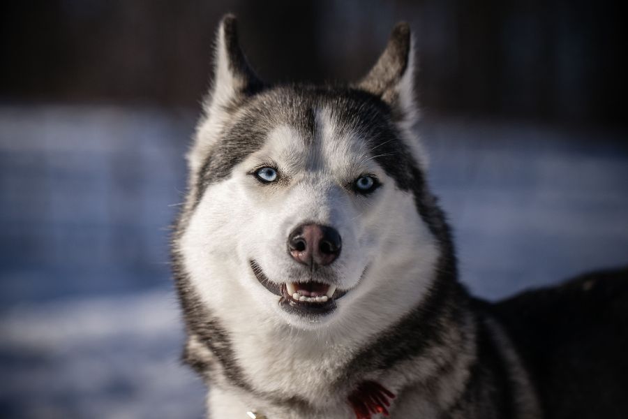 Husky’s Lifespan