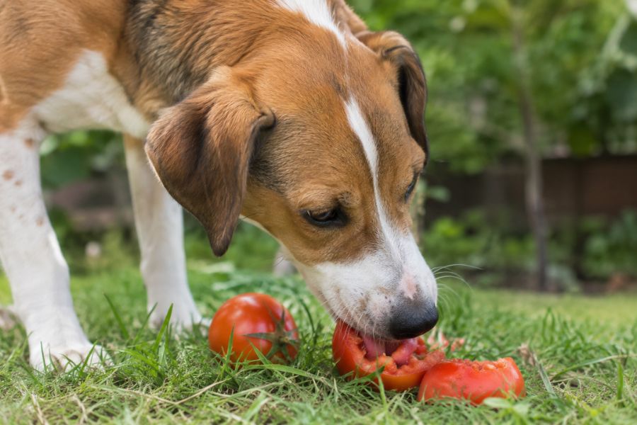Can Dogs Eat Tomatoes