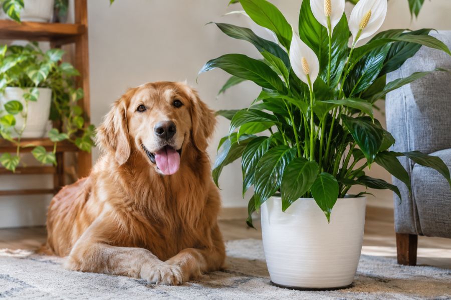 Household Plants